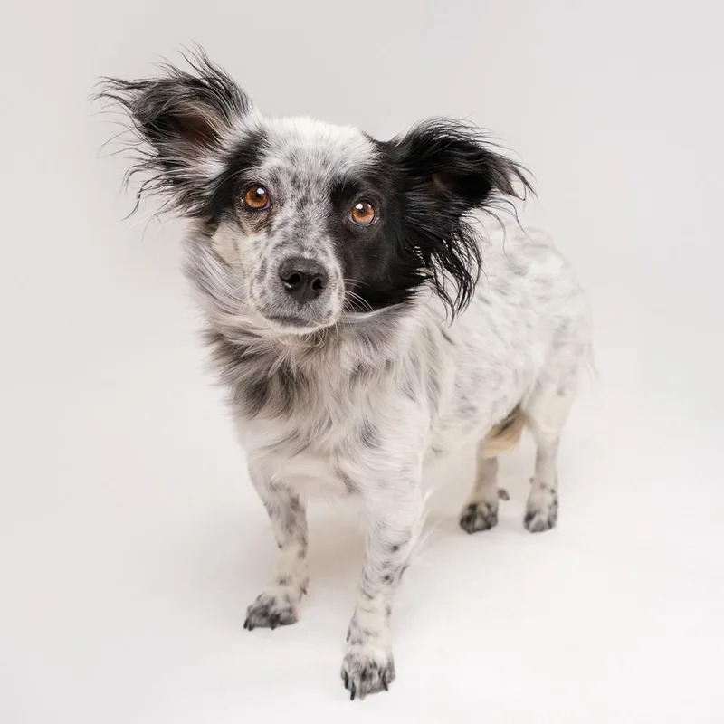 An adult small-sized female White / Cream Terrier dog named Strawberry for adoption in Palm Springs, CA