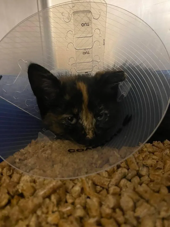 A baby small-sized female Domestic Short Hair cat named Loca for adoption in Ocala, FL