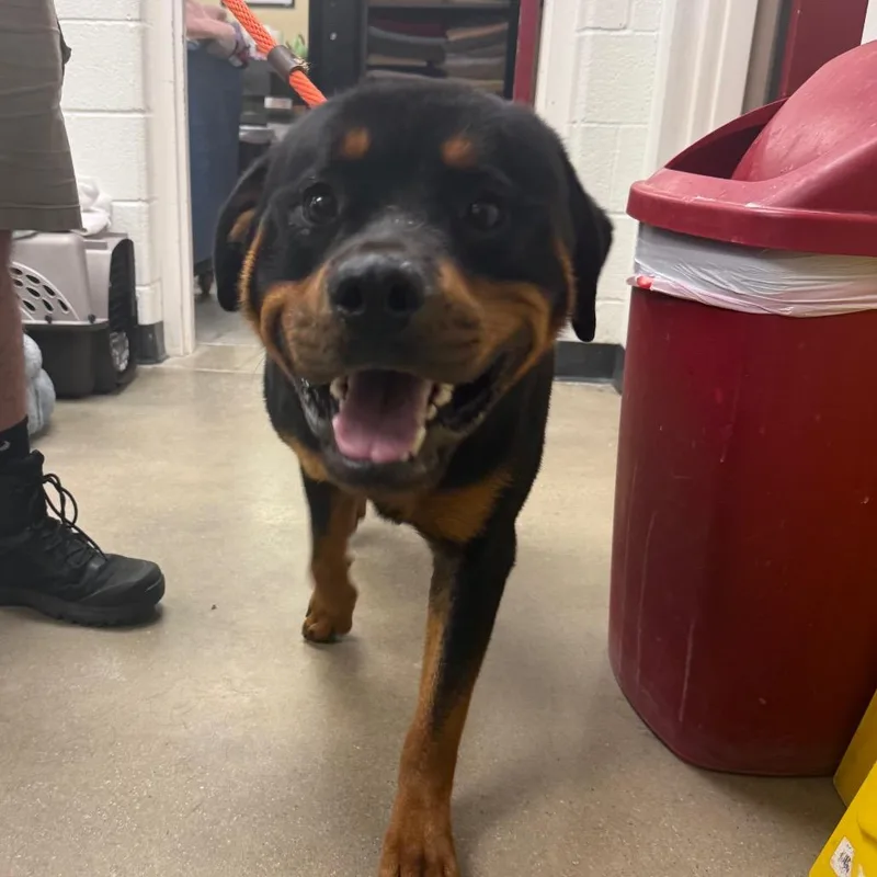 An adult large-sized male Black Rottweiler dog named YORKStray for adoption in York, PA