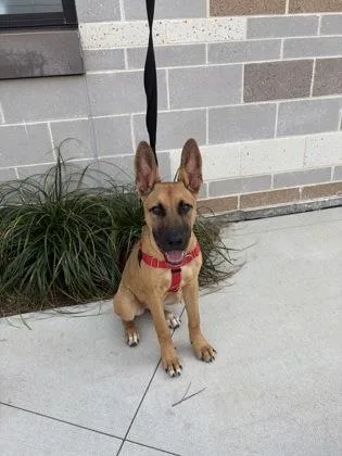 A young medium-sized female Mixed Breed dog named Tilly for adoption in Atlanta, GA