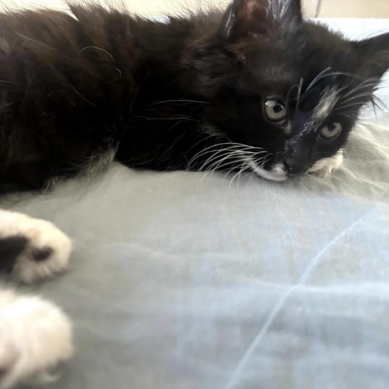 A baby small-sized female Black Domestic Medium Hair cat named Minnie for adoption in Pleasanton, CA