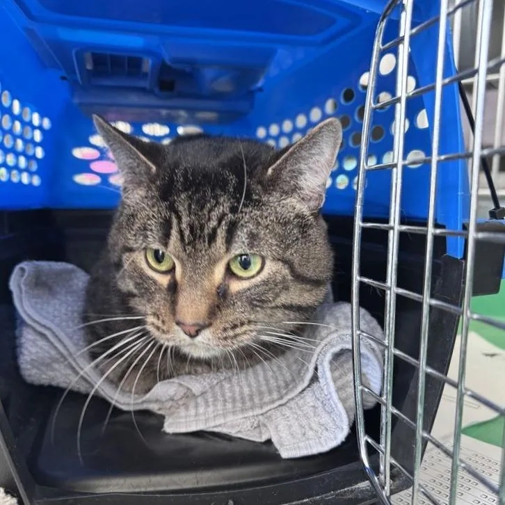 An adult medium-sized male Brown / Chocolate Domestic Short Hair cat named Spider for adoption in Chicago, IL