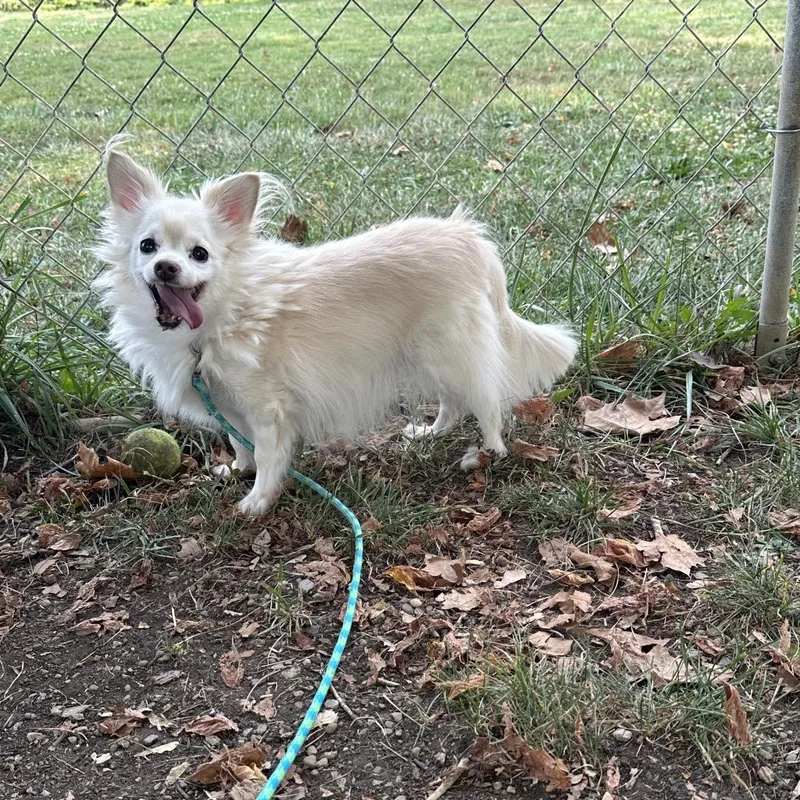A senior small-sized female White / Cream Chihuahua dog named Emmy Lou for adoption in Columbia Station, OH