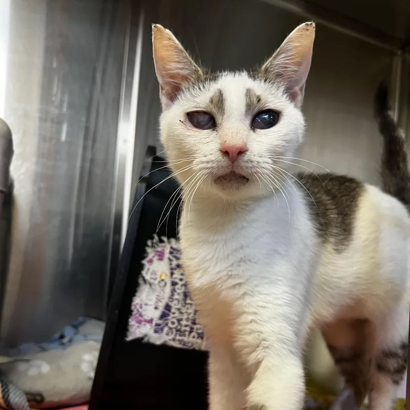 A young medium-sized female Brown / Chocolate Domestic Short Hair cat named Linda for adoption in Harrisville, WV