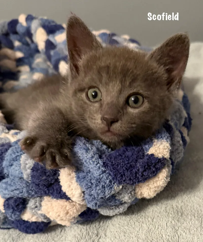 A baby medium-sized male Gray / Blue / Silver Domestic Short Hair cat named Scofield for adoption in East Hartford , CT