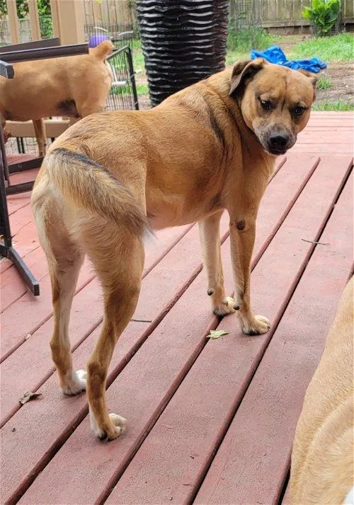 An adult large-sized male Catahoula Leopard Dog dog named Kane for adoption in Spring, TX