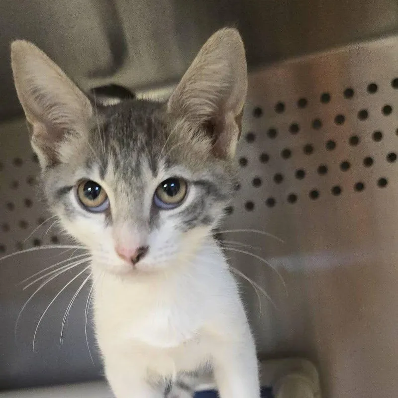 A baby medium-sized male White Domestic Short Hair cat named Drax for adoption in Orange, VA