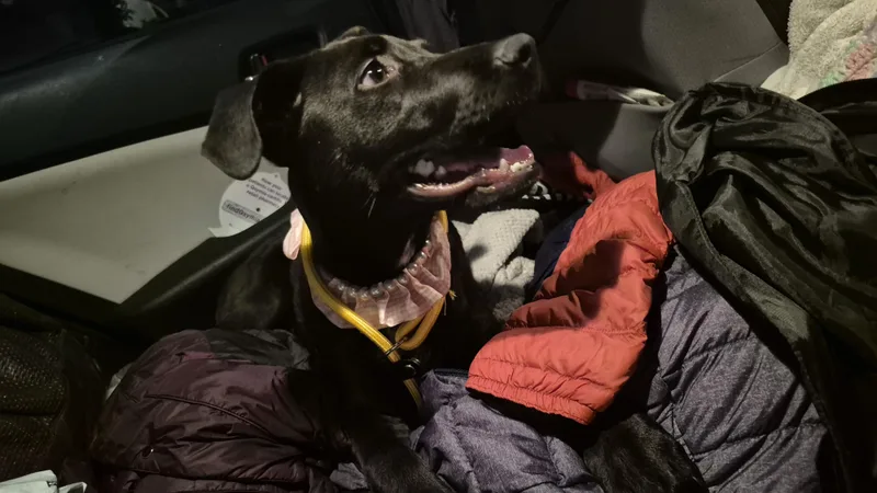 A young medium-sized female Black Labrador Retriever dog named Ms Ana for adoption in Manhattan Beach, CA