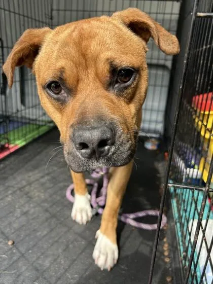 An adult medium-sized male Terrier dog named Parkway for adoption in West Memphis, AR
