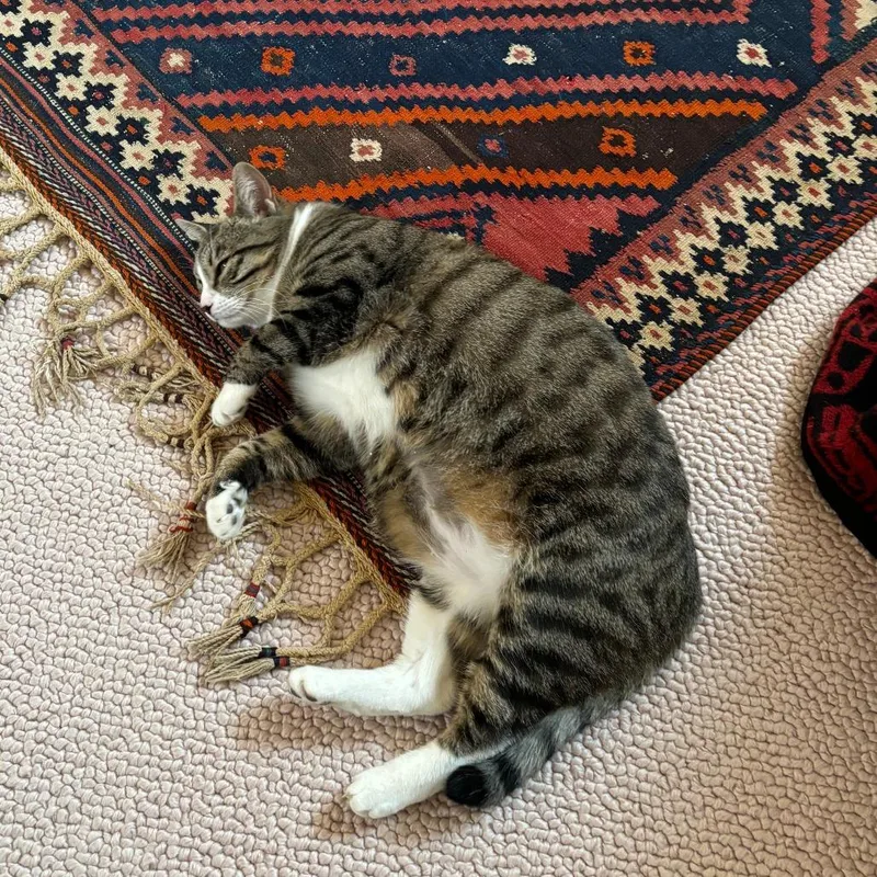 Pepper thumbnail 5