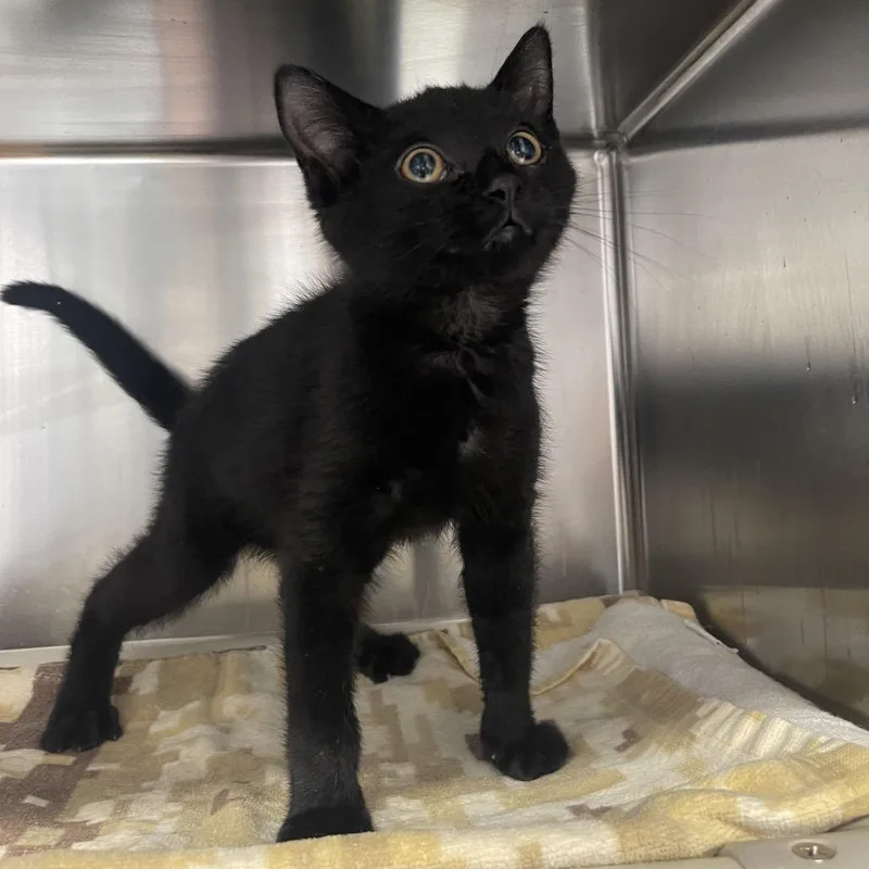A baby small-sized male Black Domestic Short Hair cat named John for adoption in Mentor, OH