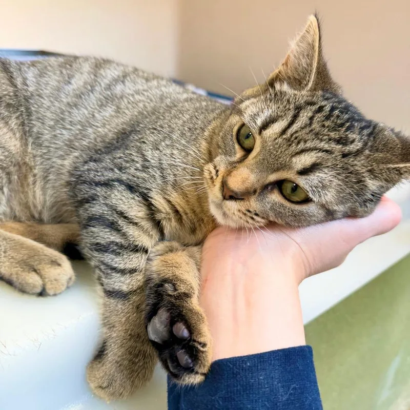 A baby medium-sized female Gray / Blue / Silver Domestic Short Hair cat named Winifred for adoption in Harrisonburg, VA