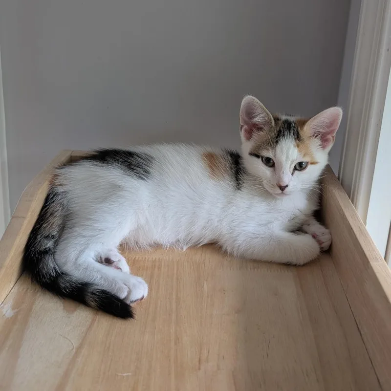A baby small-sized female Calico Domestic Short Hair cat named Fauna for adoption in Woodstock, VA