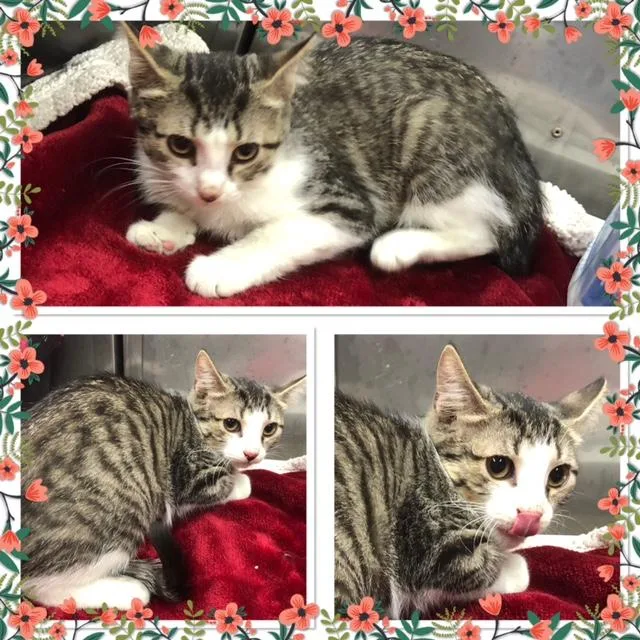 A baby small-sized female Tabby (Gray / Blue / Silver) Domestic Short Hair cat named Luna for adoption in Buckhannon, WV