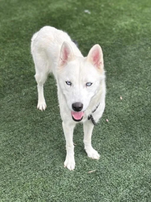 An adult medium-sized female Siberian Husky dog named Snow White for adoption in San Pedro, CA