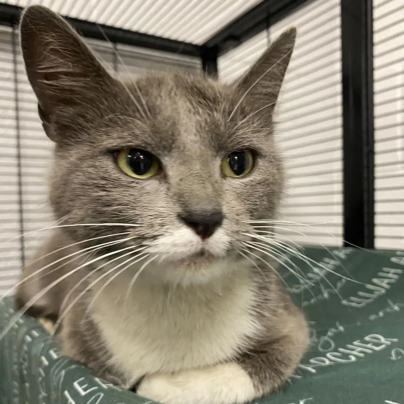 An adult medium-sized female Gray / Blue / Silver Domestic Short Hair cat named ArielC for adoption in East Saint Louis, IL