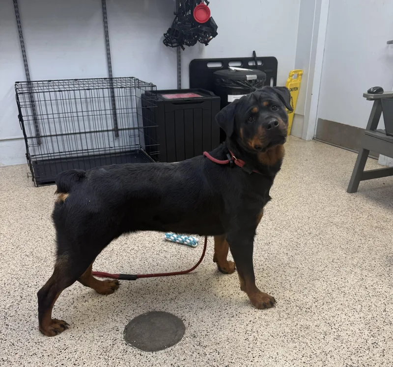 An adult large-sized female Rottweiler dog named Twila for adoption in Philadelphia, PA