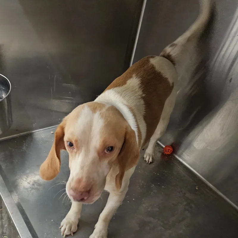 Cheezeit