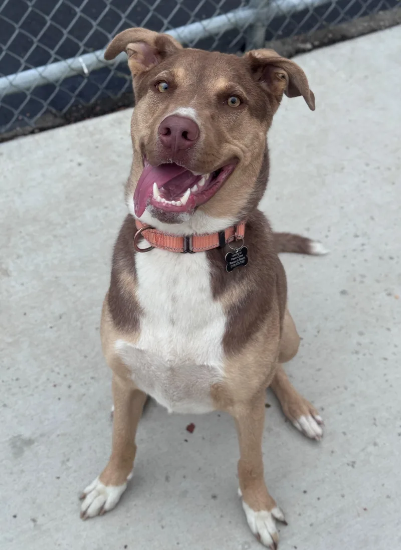 A young large-sized male Yellow / Tan / Blond / Fawn Mixed Breed dog named Tito for adoption in Hackensack, MN