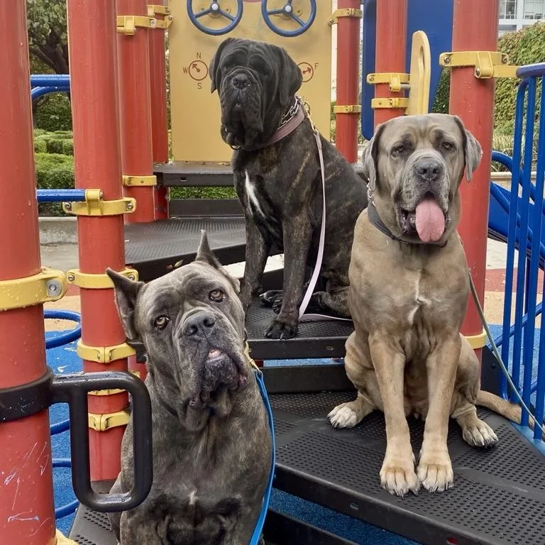 An adult extra large-sized female Brindle Mastiff dog named Mavis for adoption in Riverside, CA