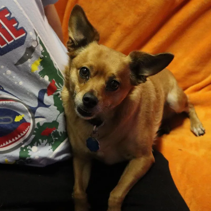 An adult small-sized female Red / Chestnut / Orange Chihuahua dog named Duckie for adoption in Springfield, MO