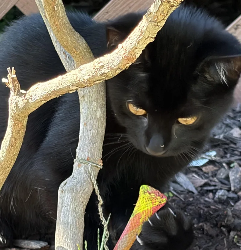 A baby small-sized male Black Domestic Short Hair cat named Pele for adoption in Beckley, WV