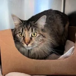 An adult medium-sized female Torbie Domestic Medium Hair cat named Blanche Saunders for adoption in Eagle Mountain, UT