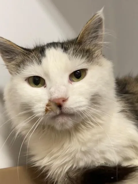 An adult medium-sized female White Domestic Medium Hair cat named Bailey for adoption in Hayward, WI