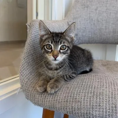 A baby medium-sized male Tabby (Brown / Chocolate) Domestic Short Hair cat named Orion for adoption in Mokena, IL