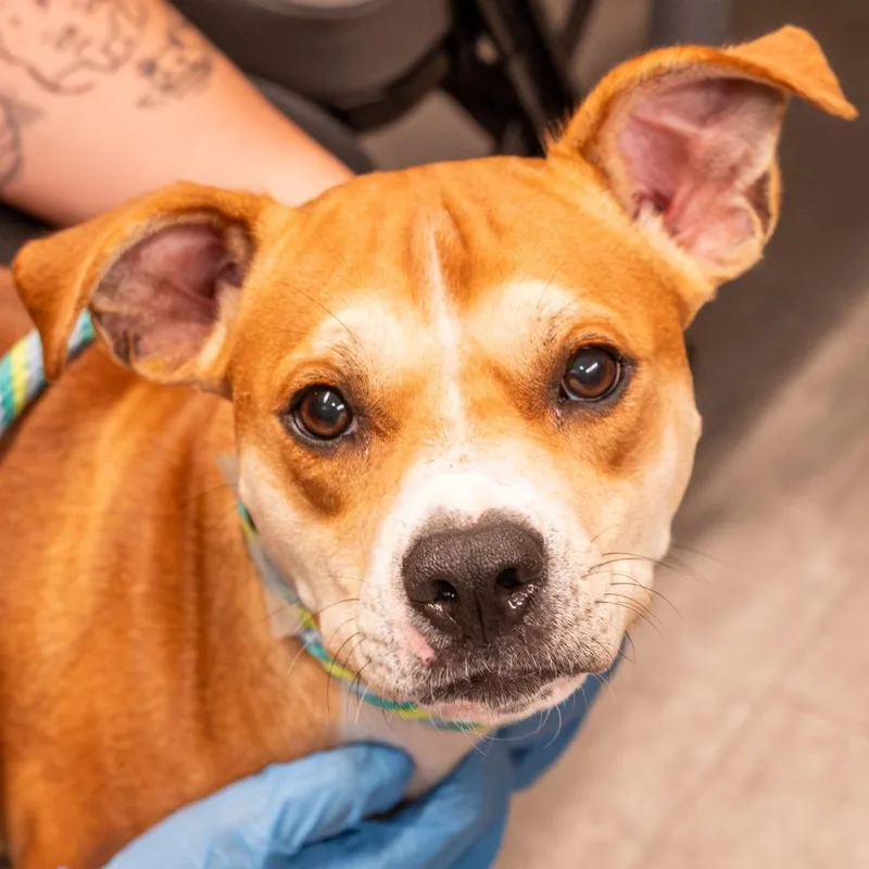An adult medium-sized female Yellow / Tan / Blond / Fawn Mixed Breed dog named Tinkerbelle for adoption in Kennebunk, ME