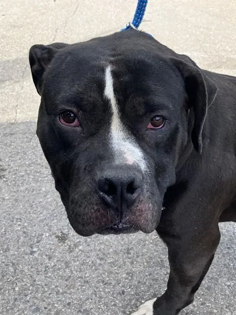 A young large-sized female Mixed Breed dog named Zena for adoption in Dallas, TX