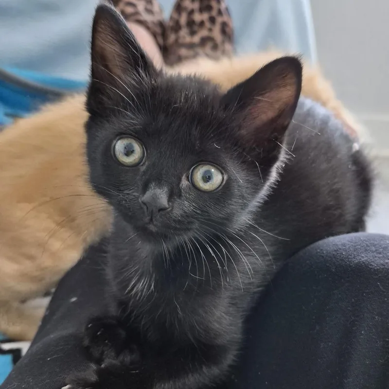 A baby small-sized male Black Domestic Short Hair cat named Derwin for adoption in Greenville, SC
