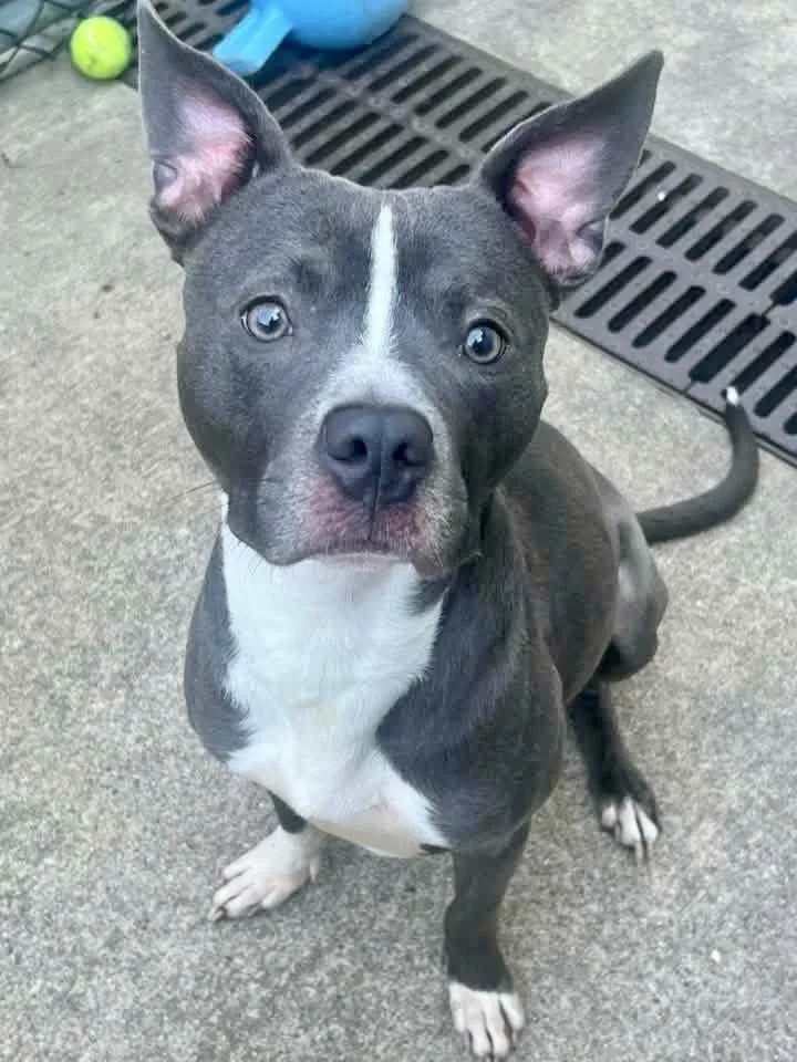 An adult medium-sized male Gray / Blue / Silver Pit Bull Terrier dog named Irvin for adoption in Chicago, IL