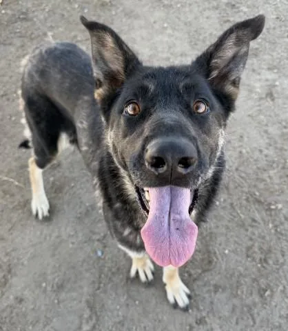 A young large-sized female Black German Shepherd Dog dog named Leia URGENT for adoption in Thousand Oaks, CA