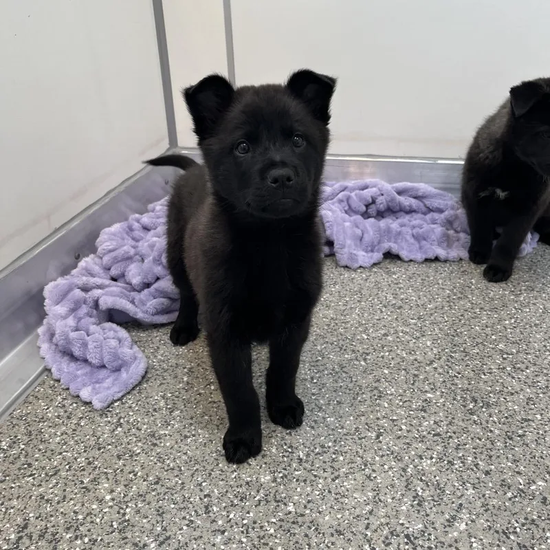 Pane Toscano thumbnail 2