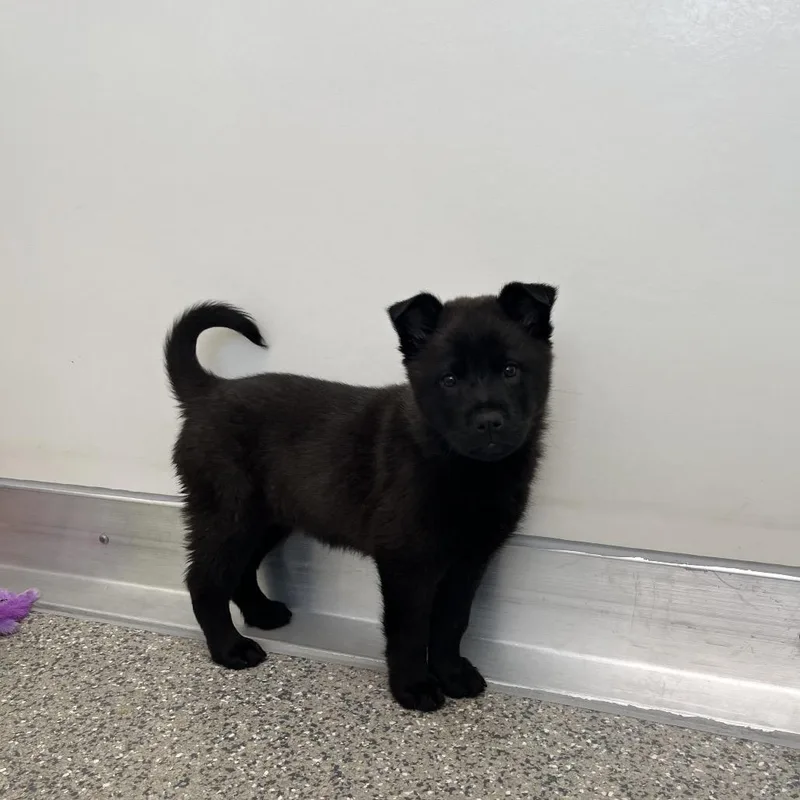 Pane Toscano thumbnail 3