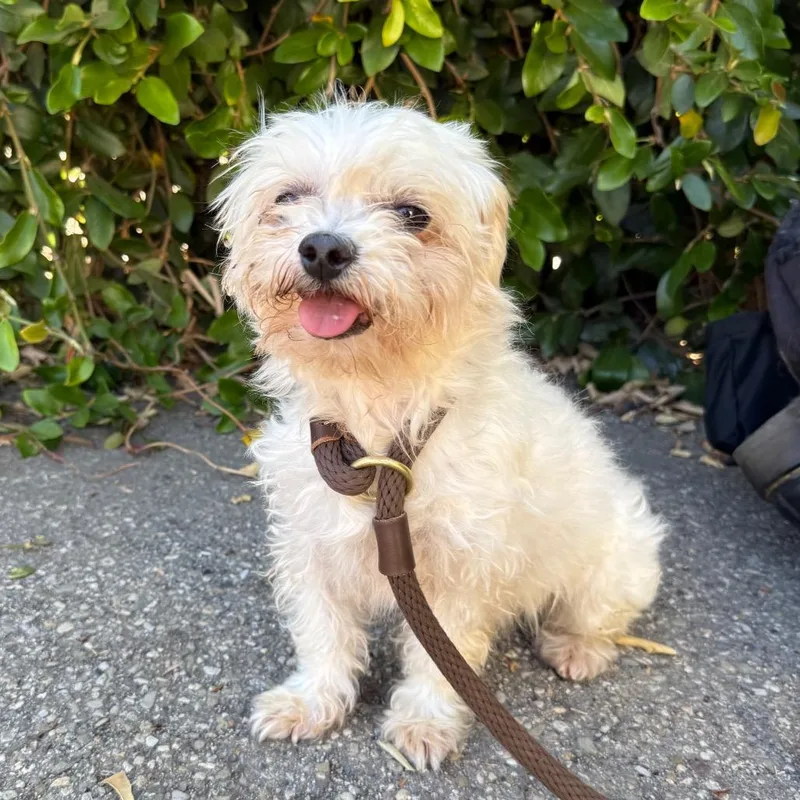 A senior small-sized female White / Cream Maltese dog named Estelle for adoption in Santa Barbara, CA