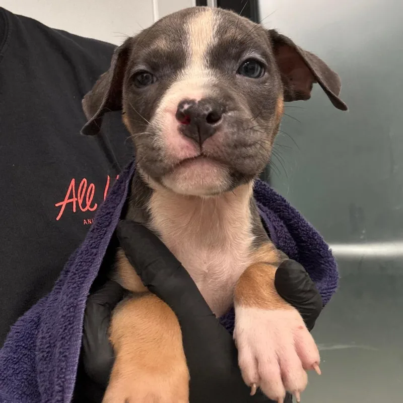 A baby small-sized male Gray / Blue / Silver Terrier dog named Ham for adoption in Abilene, TX