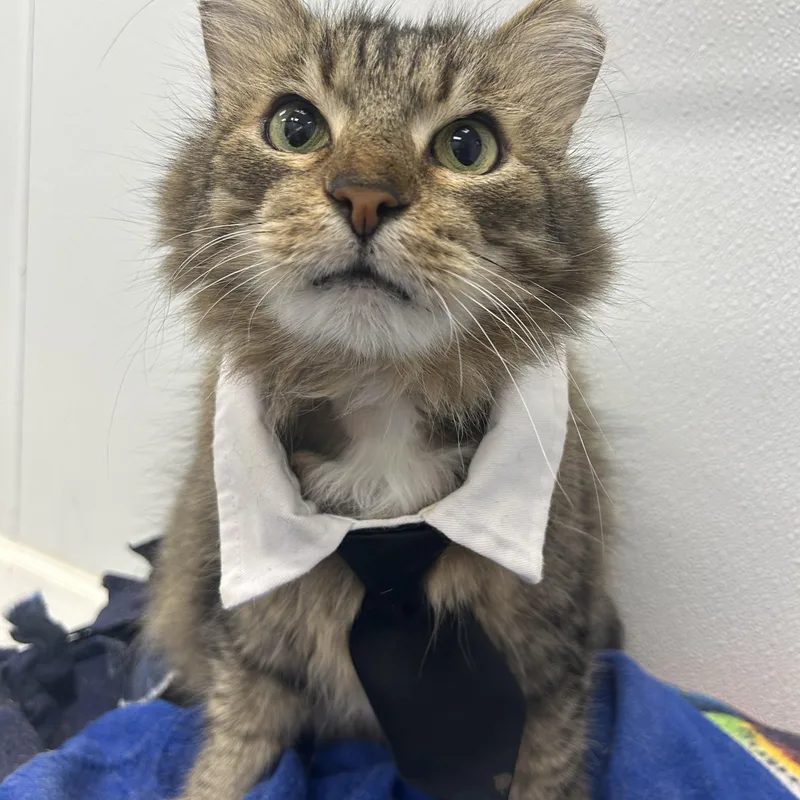 An adult large-sized male Domestic Short Hair cat named Kahlua for adoption in Lansing, MI