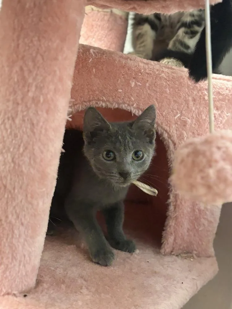 A baby small-sized female Blue Point Russian Blue cat named Shellie for adoption in Palatine, IL