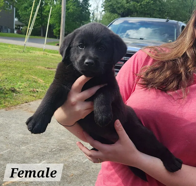 A baby medium-sized female Labrador Retriever dog named Etta for adoption in Royal Palm Beach, FL