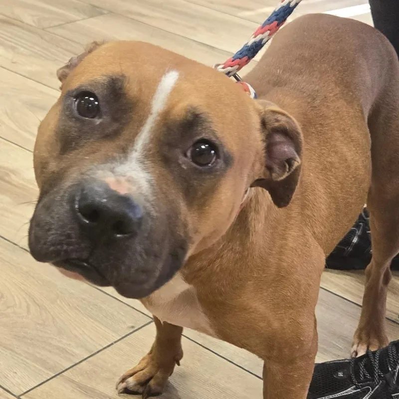 An adult medium-sized female Pit Bull Terrier dog named Buffy for adoption in Newark, NJ