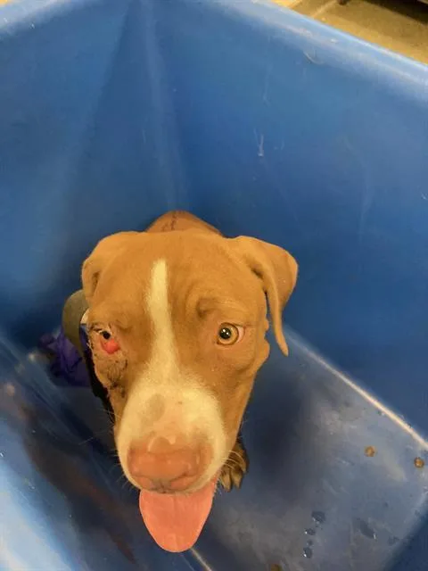 A young medium-sized male Mixed Breed dog named Darby for adoption in Dallas, TX