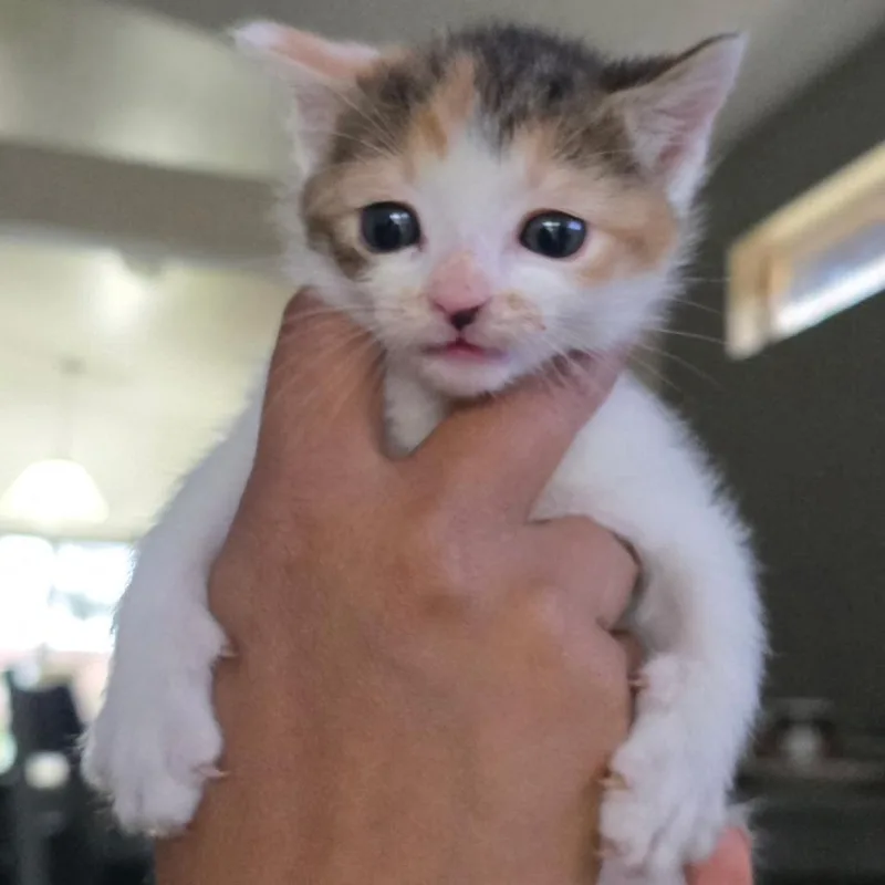 Peaches