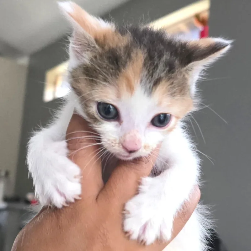 Peaches thumbnail 2