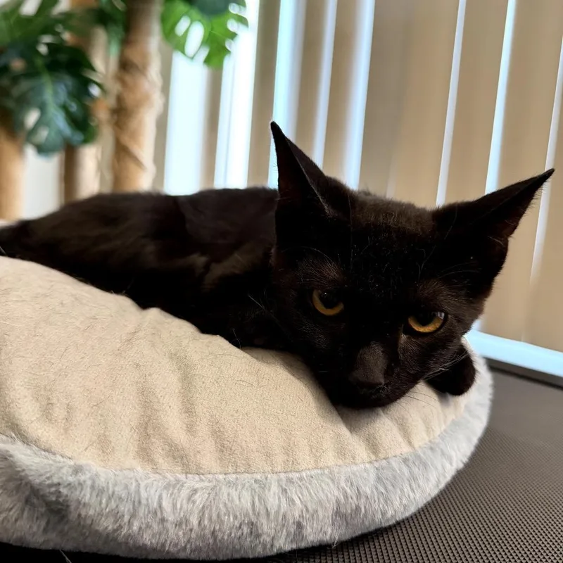 A baby small-sized male Black Domestic Short Hair cat named Shadow for adoption in Pacific Palisades, CA