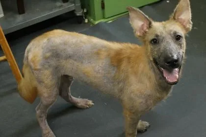A young large-sized male Shepherd dog named Miles for adoption in Picayune, MS
