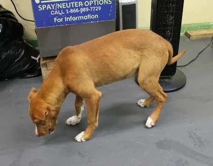 A young medium-sized female Terrier dog named Vera for adoption in Picayune, MS