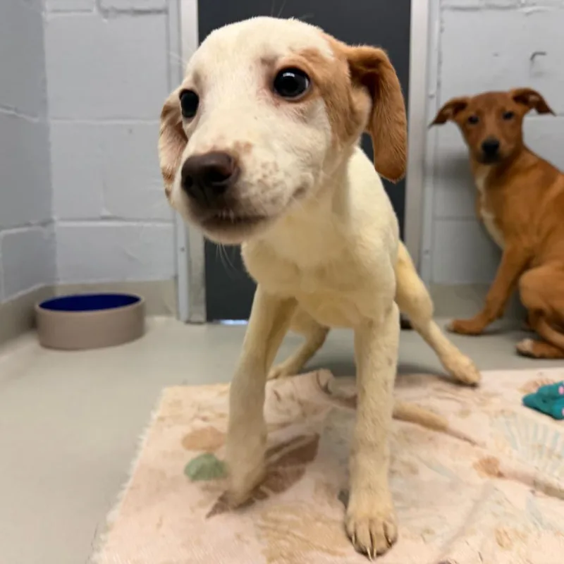 A young small-sized female White / Cream Mixed Breed dog named Harriet for adoption in Enfield, NH