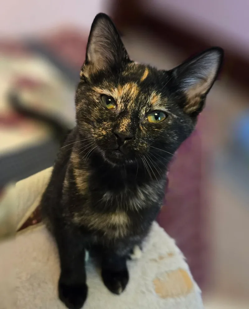 A baby medium-sized female Tortoiseshell Domestic Short Hair cat named Daisy for adoption in Watertown, WI